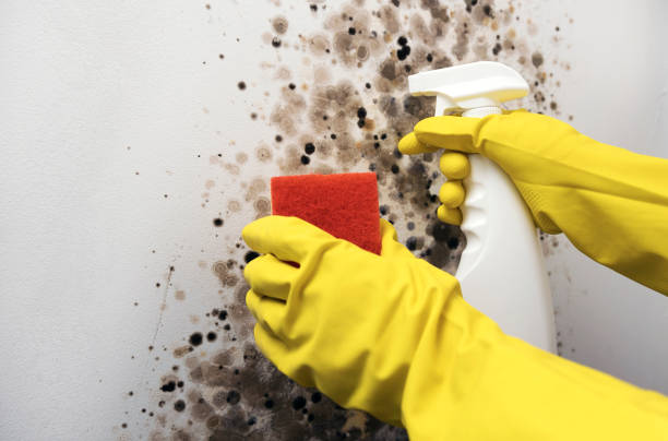 Best Kitchen Mold Remediation in Homestead, FL