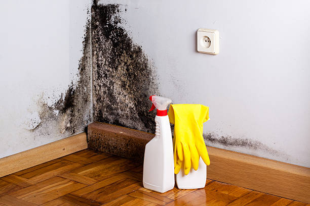 Best Mold Testing and Inspection Services in Homestead, FL